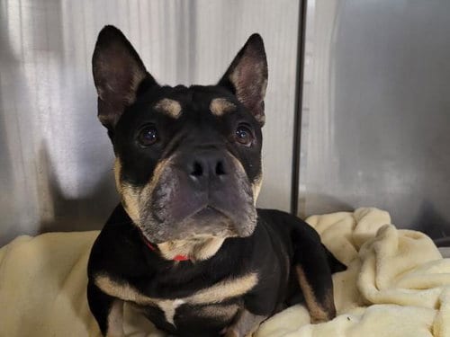 Photo of Louise, adoptable French Bulldog in San Pedro, California