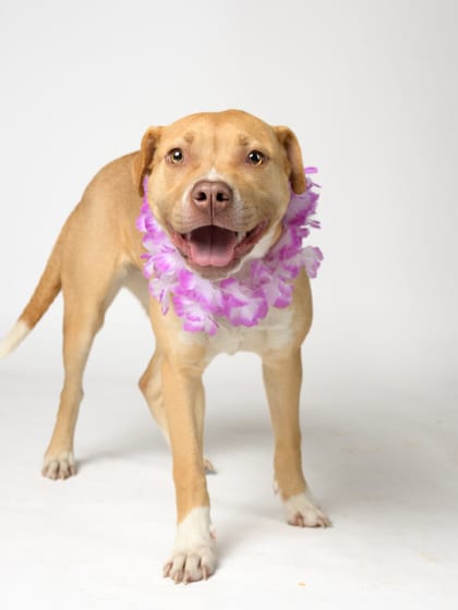 Photo of Geeta, adoptable dog in Atlanta, Georgia