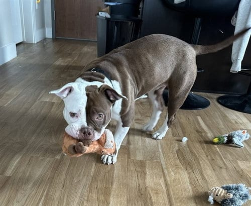 Photo of Stacy's Mom, adoptable American Pit Bull Terrier in Denver, Colorado