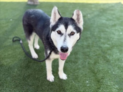 Photo of Jazzy, adoptable Siberian Husky in Los Angeles, California