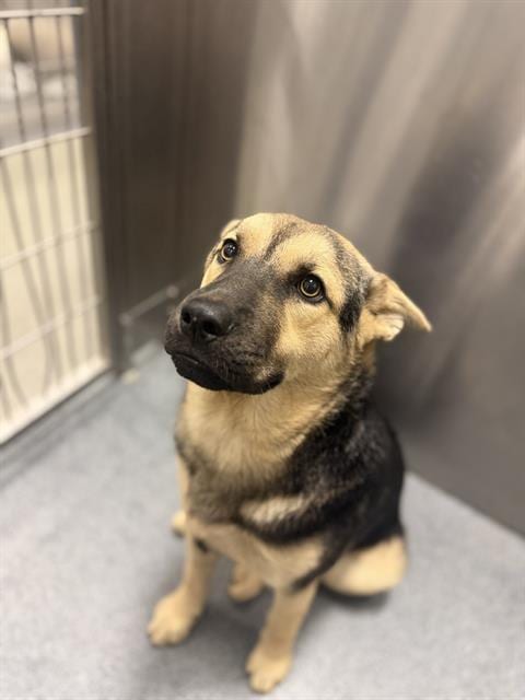 Photo of Rambo, adoptable Mixed Breed