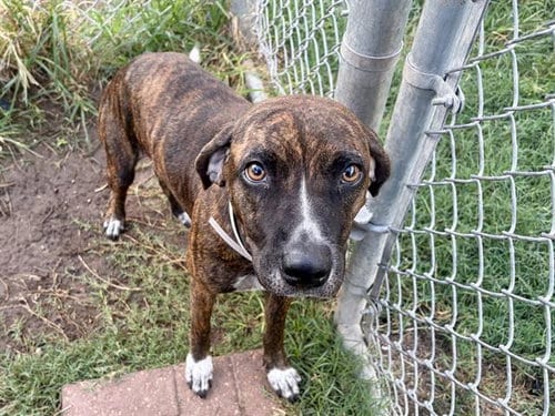 Photo of Marie, adoptable Staffordshire Bull Terrier in Houston, Texas