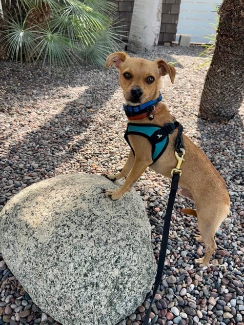 Photo of Calvin, adoptable Chihuahua in Menifee, California