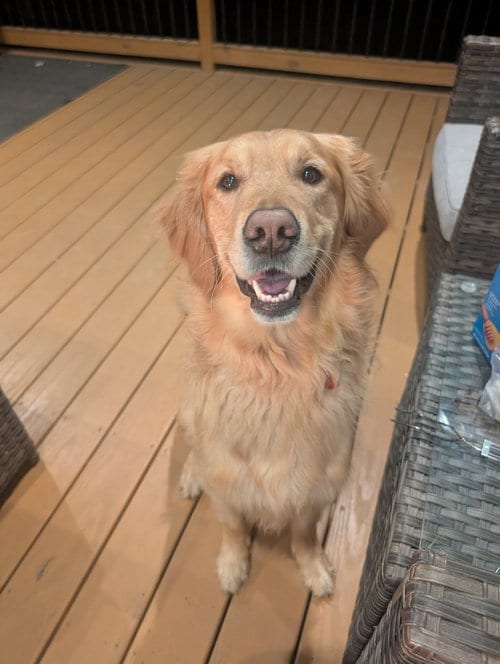Photo of Griffin, adoptable Golden Retriever in Springdale, Pennsylvania