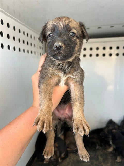 Photo of A170646, adoptable German Shepherd Dog in Bakersfield, California