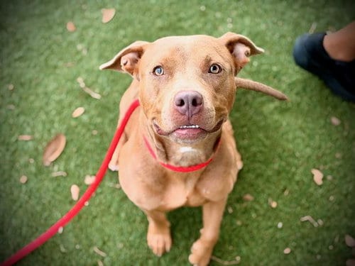 Photo of Tarot, adoptable Pit Bull Terrier in Orlando, Florida