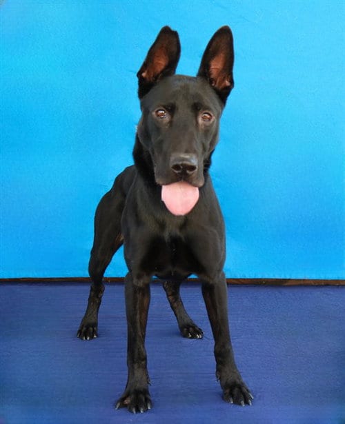 Photo of Milo, adoptable German Shepherd Dog in Baldwin Park, California