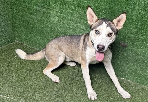Photo of Koda, adoptable Siberian Husky in Lancaster, California