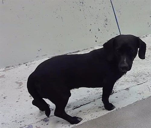 Photo of Noodle, adoptable Dachshund in Houston, Texas