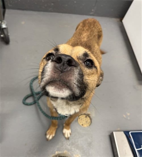 Photo of Jim Bones, adoptable Pit Bull Terrier in Peoria, Illinois