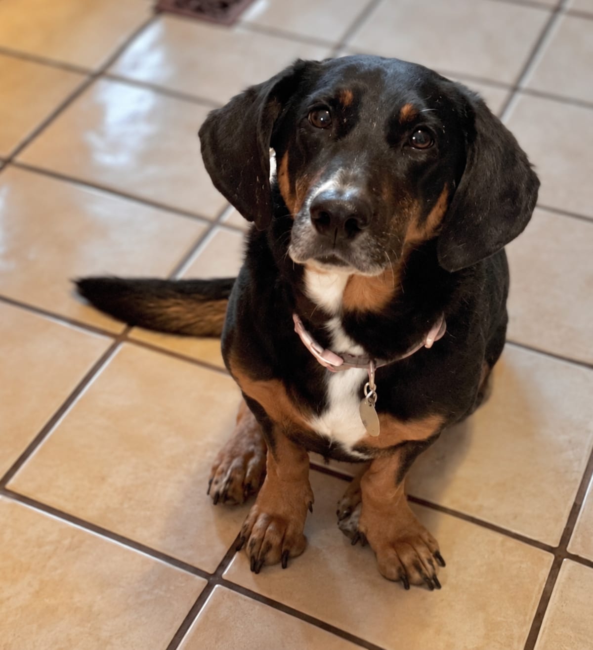 Photo of Lowrider Lyla, adoptable Basset Hound in Tulsa, Oklahoma