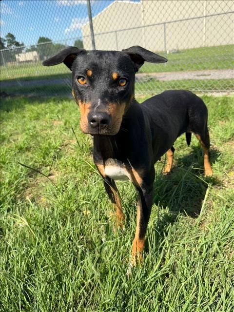 Photo of Shay, adoptable Labrador Retriever in Conroe, Texas