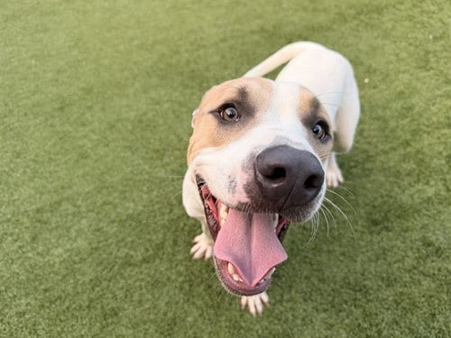 Photo of Chance, adoptable American Bulldog in Garland, Texas