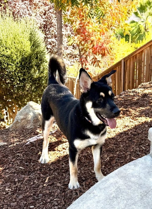 Photo of Tobago, adoptable German Shepherd Dog in Modesto, California