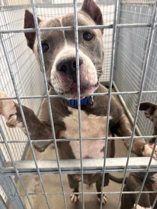 Photo of Macklemore, adoptable Terrier, Pit Bull/Mix in Raeford, North Carolina