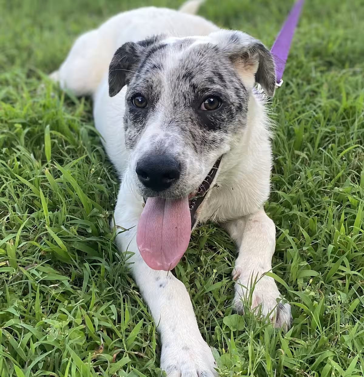 Photo of Liberty, adoptable Catahoula Leopard Dog in Chicopee, Massachusetts