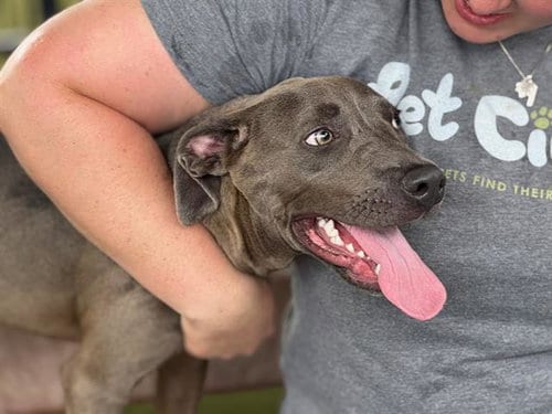 Photo of Slater, adoptable Pit Bull Terrier in Waco, Texas