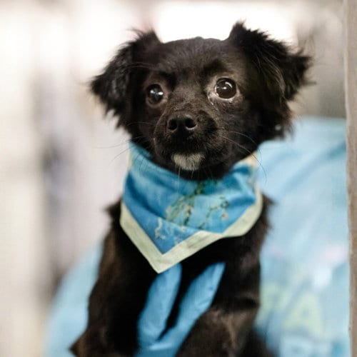 Photo of Riley Robinson, adoptable Chihuahua in San Antonio, Texas