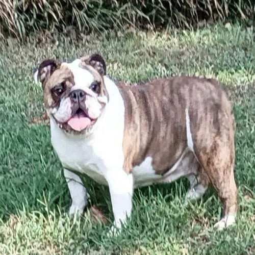 Photo of Butter, adoptable English Bulldog in Alexander, Arkansas