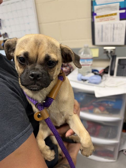Photo of Binky, adoptable Pug in San Jose, California