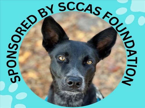 Photo of Socks, adoptable Belgian Shepherd Malinois in Santa Cruz, California