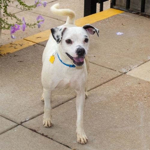 Photo of Milk, adoptable Beagle in St Louis, Missouri