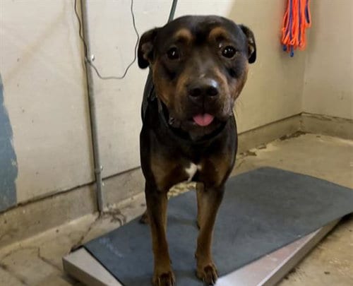 Photo of Birdy, adoptable Pit Bull Terrier in Camarillo, California