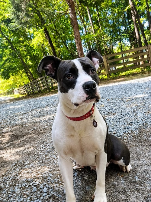 Photo of Lexus (f), adoptable Pit Bull Terrier in Nashville, Tennessee