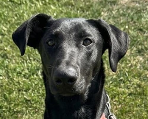 Photo of Sirius, adoptable Doberman Pinscher in Woodland, California