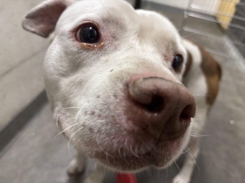 Photo of Bud, adoptable Pit Bull Terrier in Los Angeles, California