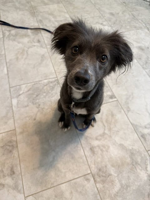 Photo of Missy, adoptable Border Collie in St. Louis, Missouri