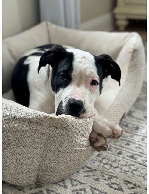 Photo of Nash, adoptable American Staffordshire Terrier in Columbia, Maryland