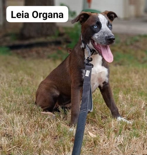 Photo of Leia, adoptable Husky in Bandera, Texas