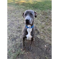 Photo of Tito, adoptable American Pit Bull Terrier in Jurupa Valley, California