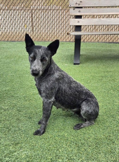 Photo of Sapphire, adoptable Queensland Heeler in Norco, California