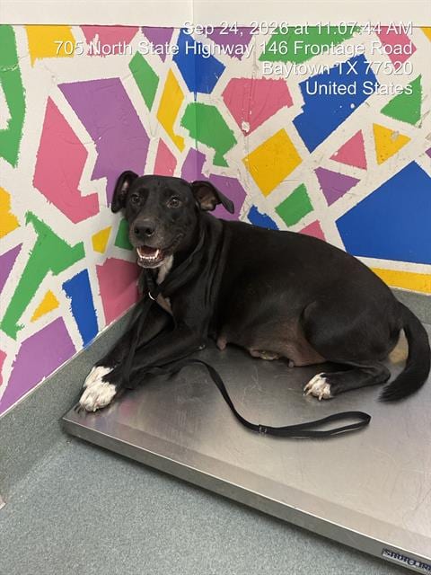 Photo of Skylar, adoptable Labrador Retriever in Baytown, Texas
