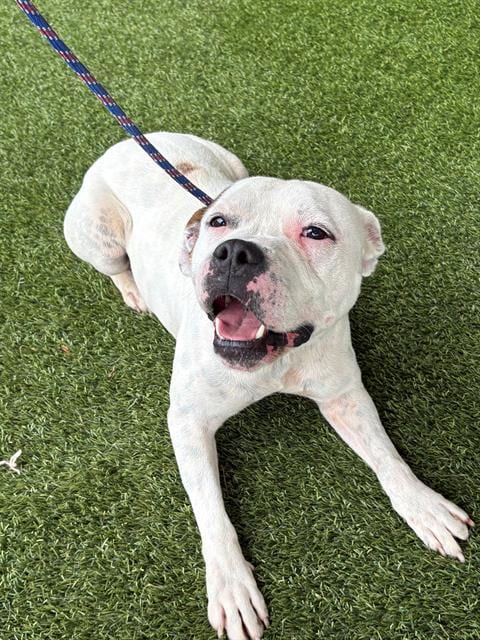 Photo of Blueberry, adoptable Pit Bull Terrier in Baytown, Texas