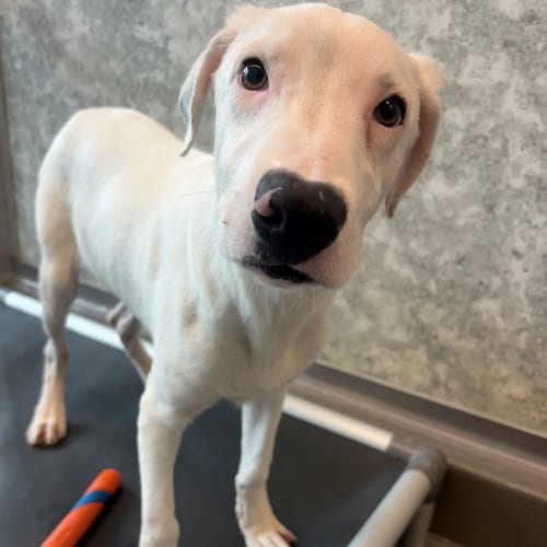 Photo of Arctic, adoptable Unknown breed in Rancho Santa Fe, California
