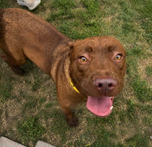 Photo of Ruby, adoptable Labrador Retriever in Houston, Texas