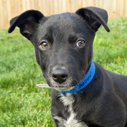 Photo of 1190 (2026) Baxter, adoptable Australian Cattle Dog Mixed Breed (Medium) in Parker, Colorado