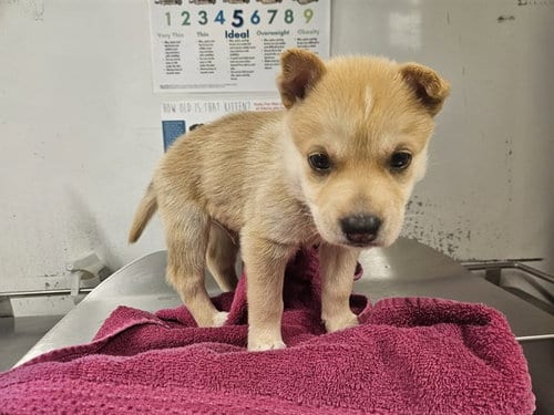 Photo of Cinnmon Toast, adoptable Husky in Baldwin Park, California