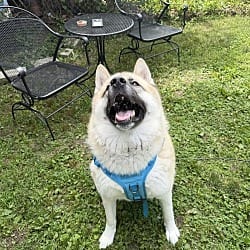 Photo of Asha, adoptable Akita in Framingham, Massachusetts