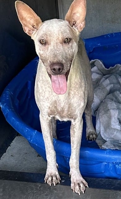 Photo of Senior Australian Cattle Dog mix, adoptable Australian Cattle Dog mix in Devore, California