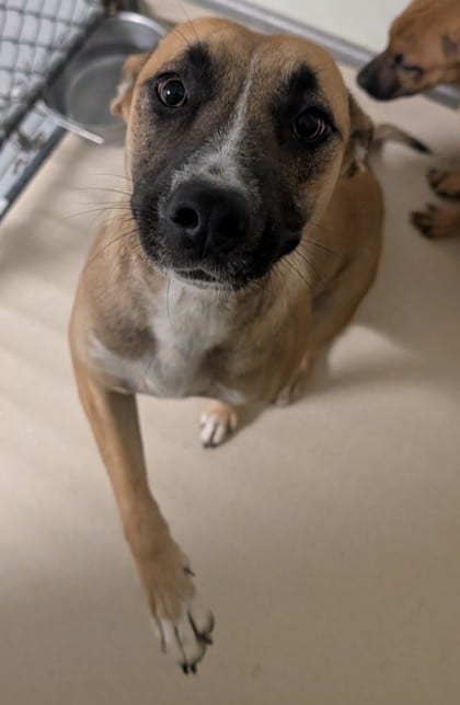 Photo of Carrie, adoptable Shepherd/Mix in Raeford, North Carolina