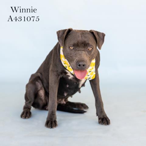 Photo of Winnie, adoptable Pit Bull Terrier in Conroe, Texas
