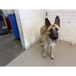 Photo of T-Bone, adoptable German Shepherd Dog in San Bernardino, California