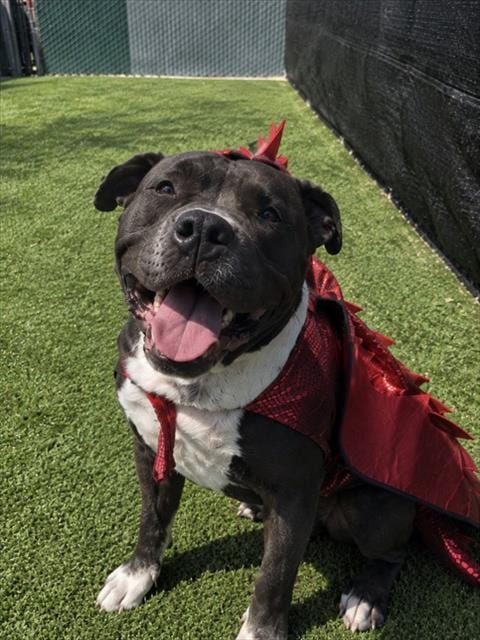 Photo of Tiny Tim, adoptable Pit Bull Terrier in Bakersfield, California