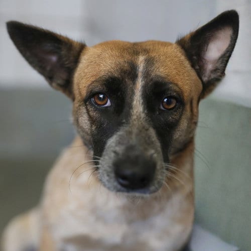 Photo of Daisy, adoptable Australian Cattle Dog/Blue Heeler in San Antonio, Texas