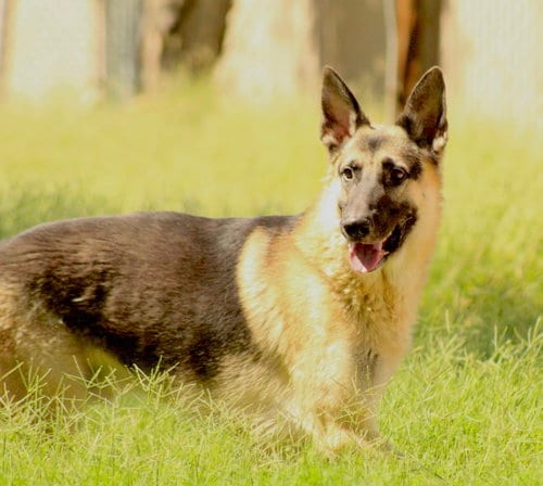 Photo of Rodolfo, adoptable German Shepherd Dog in El Centro, California