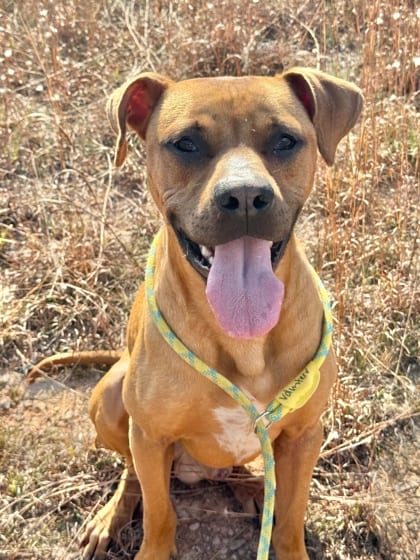 Photo of Simba, adoptable dog in Atlanta, Georgia